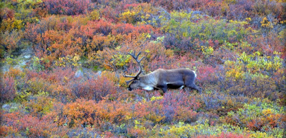 Caribou in Autumn by blmiers2