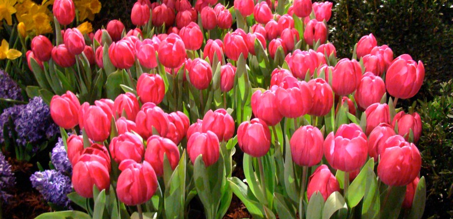 Spring Flowers by Mike Mozart