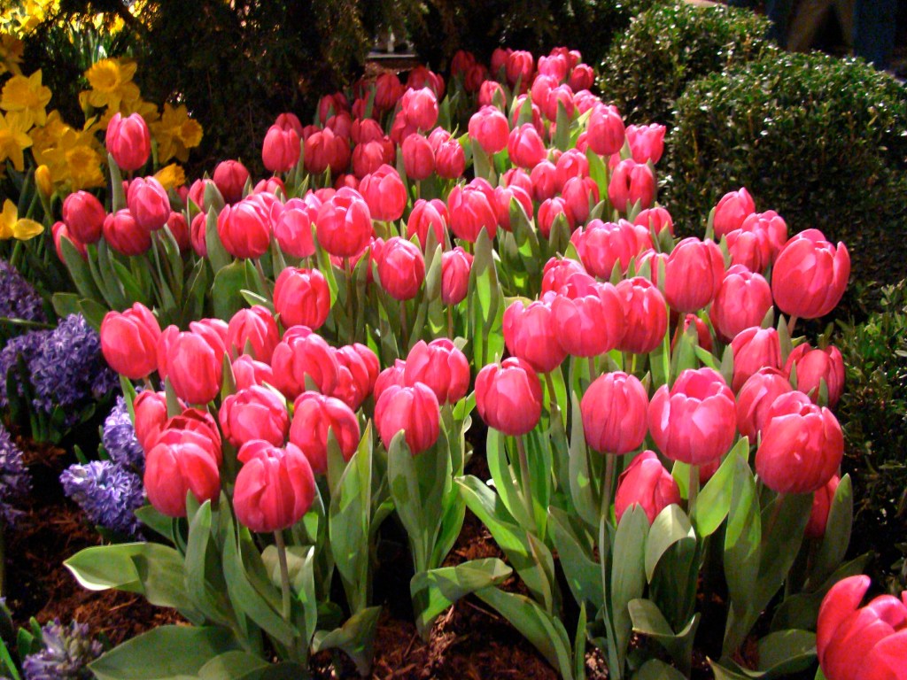 Spring Flowers by Mike Mozart