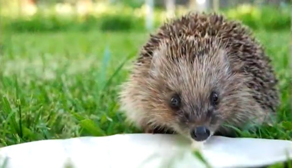 Milk and the hedgehog