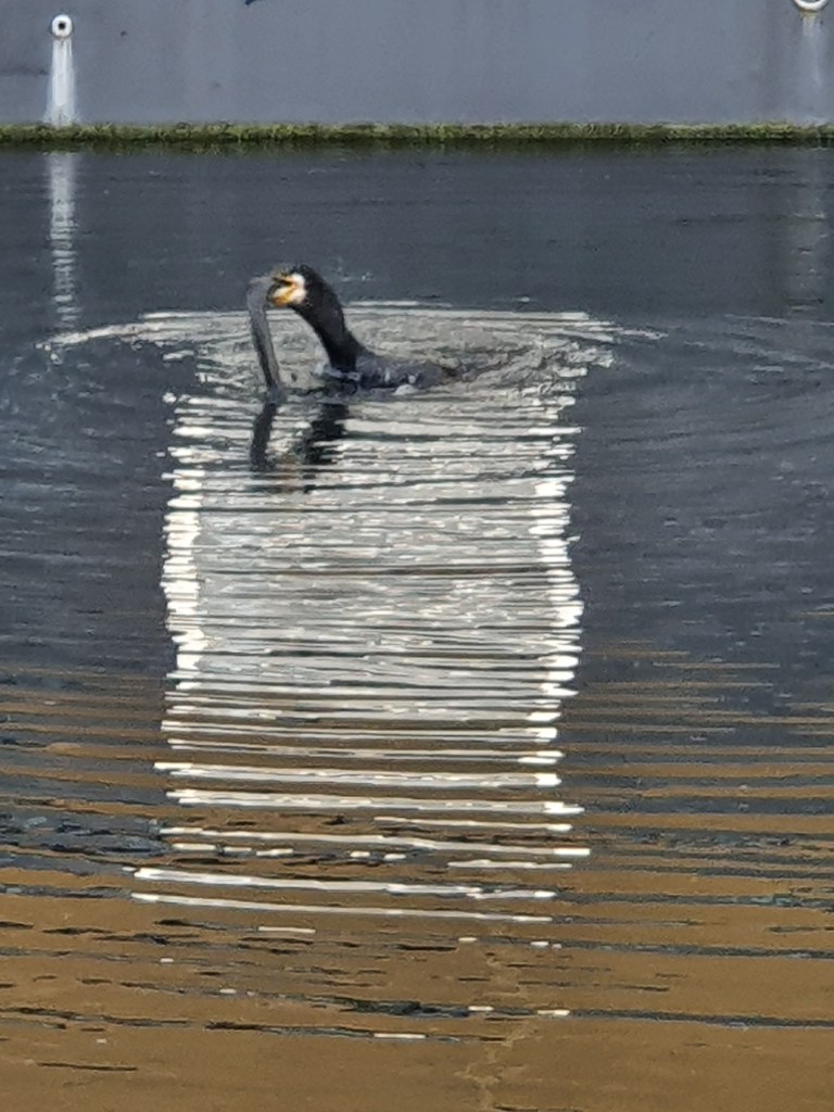 A bird feeding on Regent's Canal