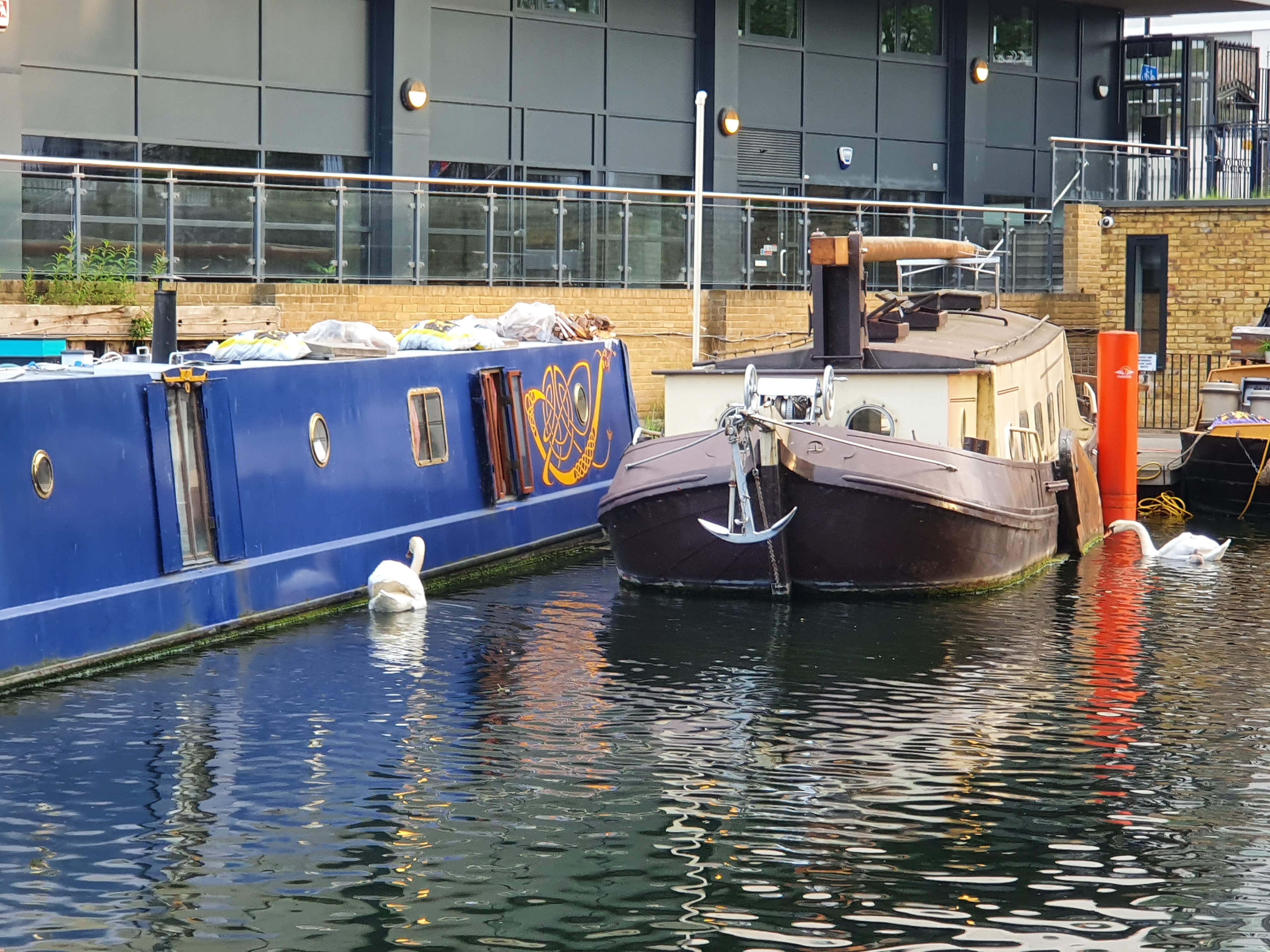 A swan on Regent's Canal