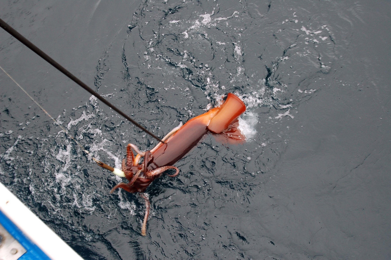 Humboldt squid