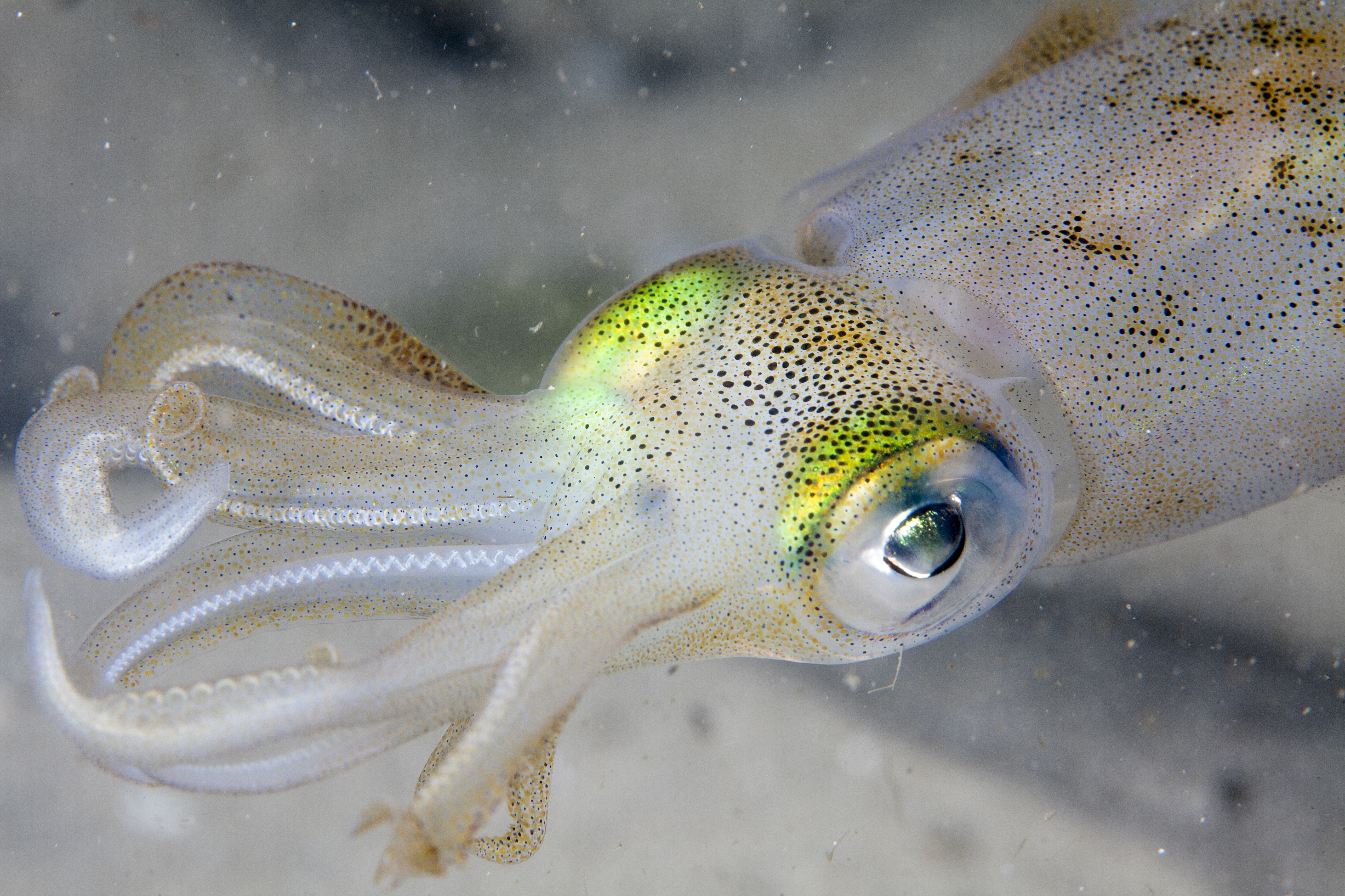 White squid